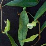 Philodendron surinamense Flower
