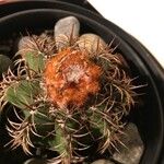 Melocactus matanzanus Blatt