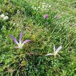 Colchicum montanumBlüte