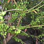 Halleria lucida Fruto