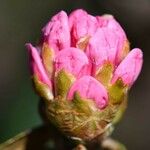 Rhododendron fulvum Otro
