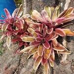 Neoregelia farinosa Fuelha