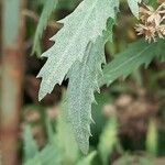 Senecio pterophorus برگ