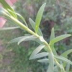 Solidago chilensis Feuille