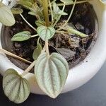 Peperomia albovittata Ліст