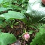 Trillium cernuum Fruit