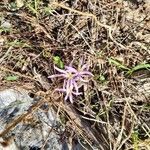 Colchicum stevenii Kukka