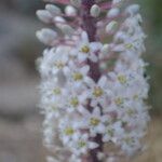 Drimia numidica Flower