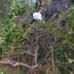 Acacia paradoxa Ostatní