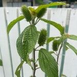 Acalypha arvensis Flower