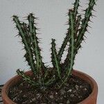 Euphorbia aeruginosa Blatt