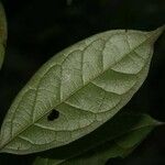 Siparuna cuspidata Leaf