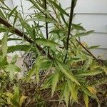 Conyza bonariensis 叶
