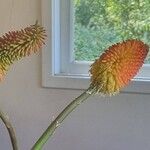 Kniphofia linearifolia Flower