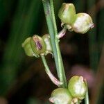 Scheuchzeria palustris Φρούτο