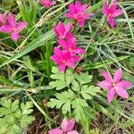 Hypoxis baurii Flower