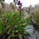 Valeriana pilosa Habitatea