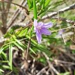 Xerophyta pinifolia 花