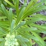 Erysimum arbuscula Leaf