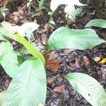 Spathiphyllum friedrichsthalii Leaf