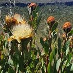 Protea caffra Flower