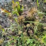 Cyperus strigosusFuelha