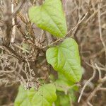 Cocculus carolinus Blad