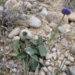 Globularia bisnagarica Habitat