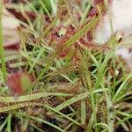 Drosera capensis Blad