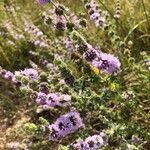 Mentha pulegium Flower