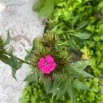 Dianthus barbatusCvet