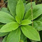 Digitalis grandiflora Агульны выгляд