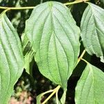 Cornus sanguineaLeaf