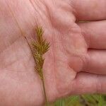 Carex arenaria 花