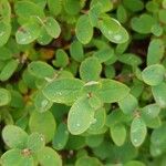 Vaccinium uliginosum Leaf