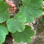 Acer neapolitanum List