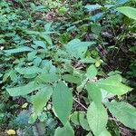 Carpesium cernuum Leaf