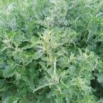 Atriplex tatarica Folha