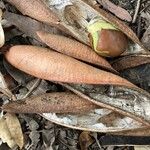 Castanospermum australe Fruit