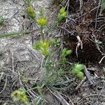 Bupleurum baldense Лист