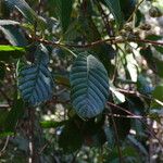 Anacardium occidentale Blad