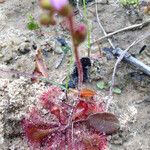 Drosera brevifolia Агульны выгляд