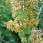 Solidago squarrosa