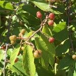 Grewia flavescens Fruit