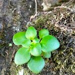 Aichryson divaricatum Leaf