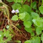 Torenia crustacea Kvet