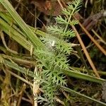 Sium latifolium Blad