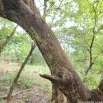 Campomanesia pubescens Bark