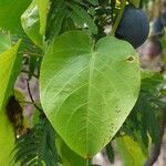 Passiflora ligularis Leaf