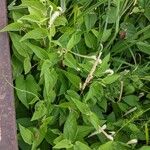 Saururus cernuus Habit